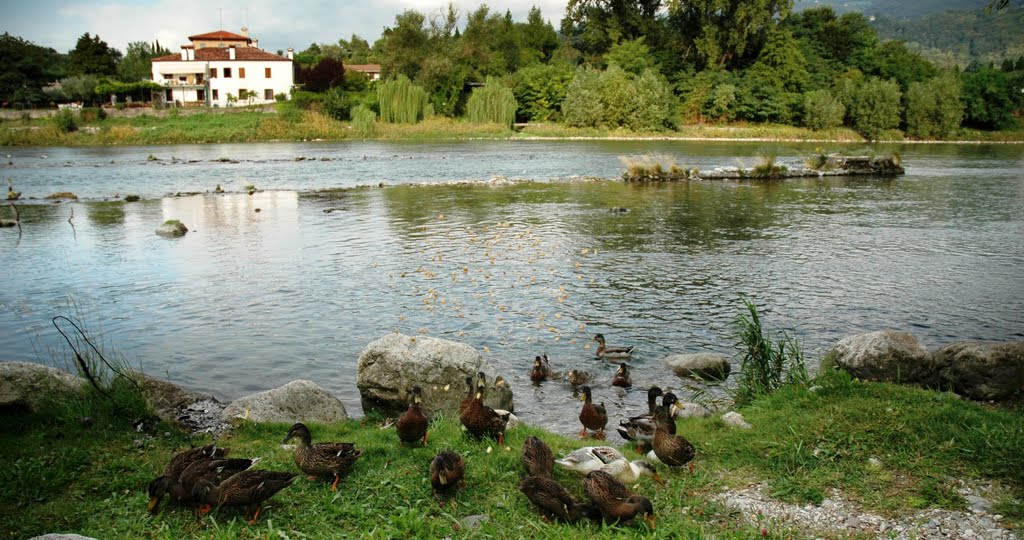 Anatre a Bassano by enricogol