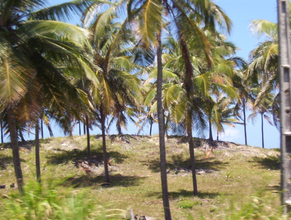 Trecho da estrada entre Praia do Francês e Barra de São Miguel - Alagoas by lucianaclmv