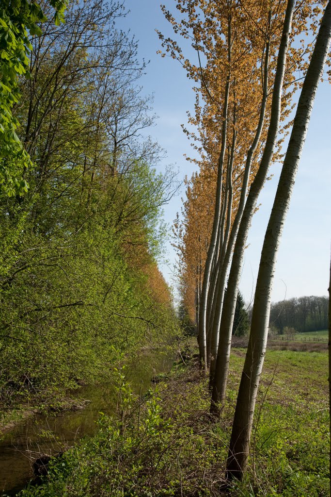 Bord de rivière, Lisle en Barrois by Cyril Auboin