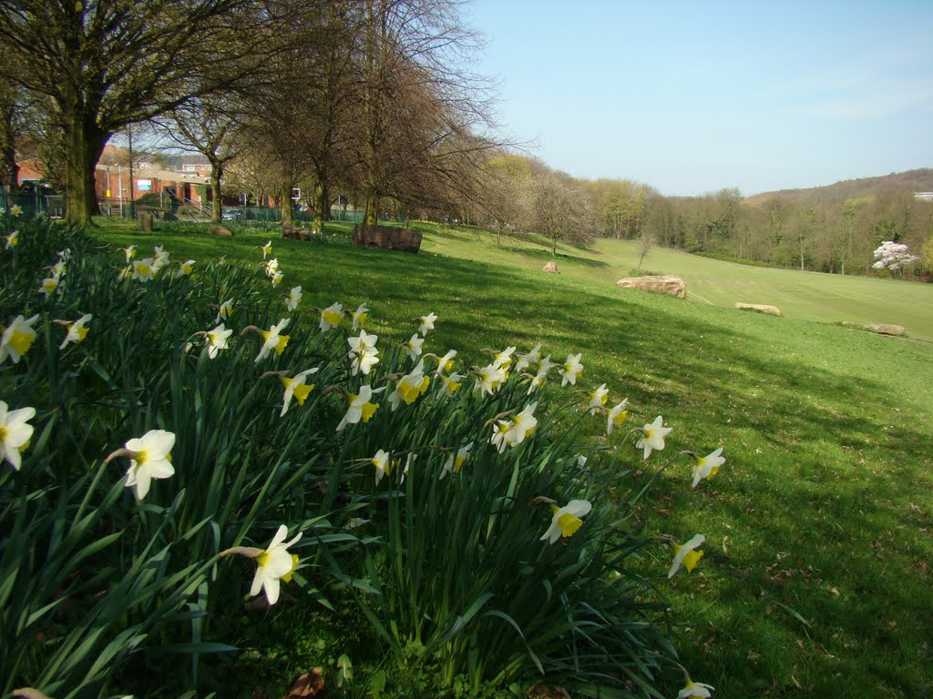 Daffodils and Middlewood Park slope, Sheffield S6 by sixxsix