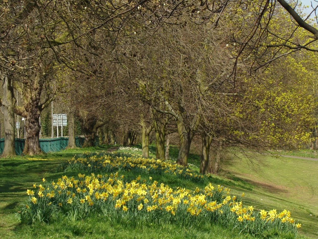 Daffodils on the edge of Middlewood Park 1, Sheffield S6 by sixxsix