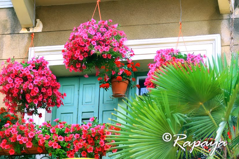 Balcony roses by Milan Rapaić