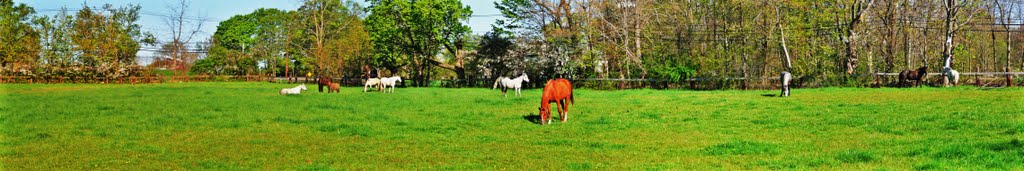 The Herd Early Morning, Camp DiCarlo, Framingham, Mass by draws4430