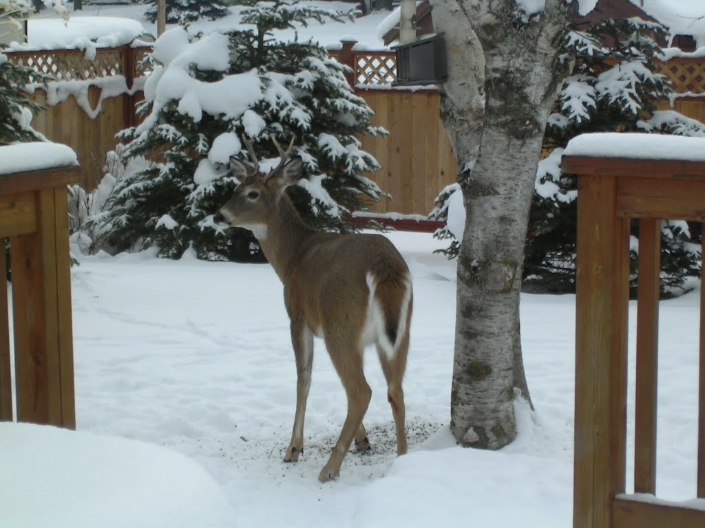 Winter visitor by Lissa C.