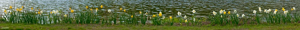 10,000 Daffodils by Fran Gardino