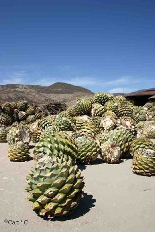 Oaxaca sur la route de Mitla by Cathy Chevillot