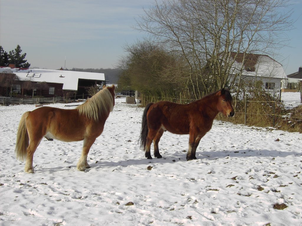 Pferde im Schnee by wolf-vielbach