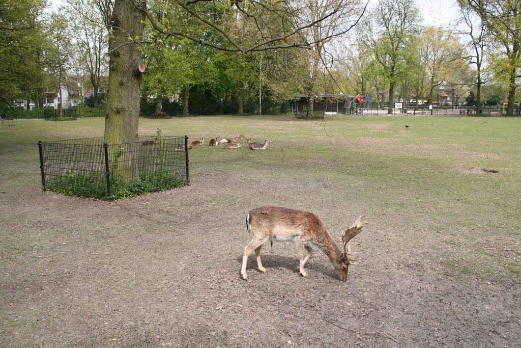 Male deer at Utrecht-Julianapark. by Carl030nl