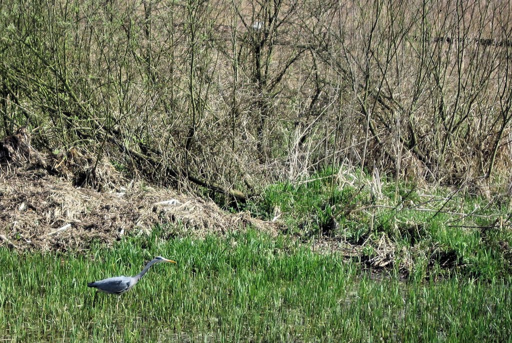 Heron @ Rye Meads 04/2010 by moofy