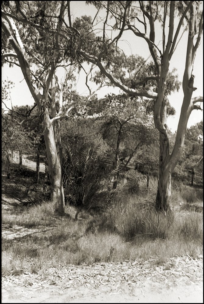 Alicante Seaside Trees by Mårten Larsson