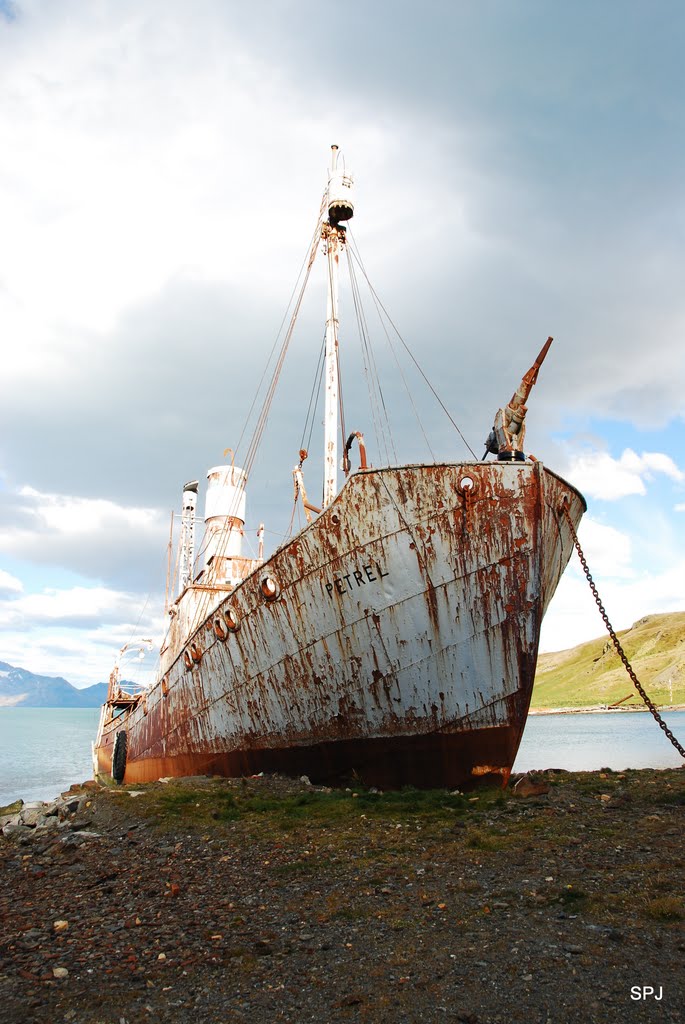 Petrel, Grytviken by SPJ58