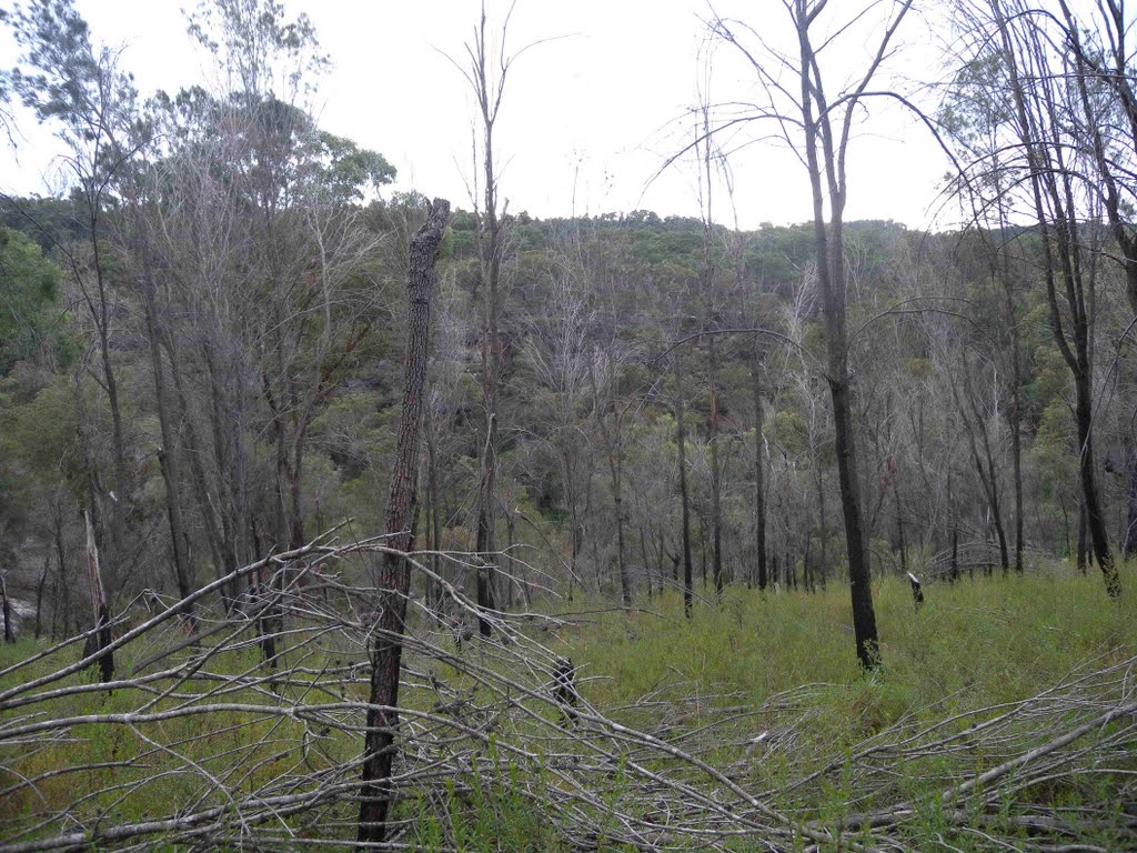 Trees next to Mt Ku-Ring-Gai Track by robsonap