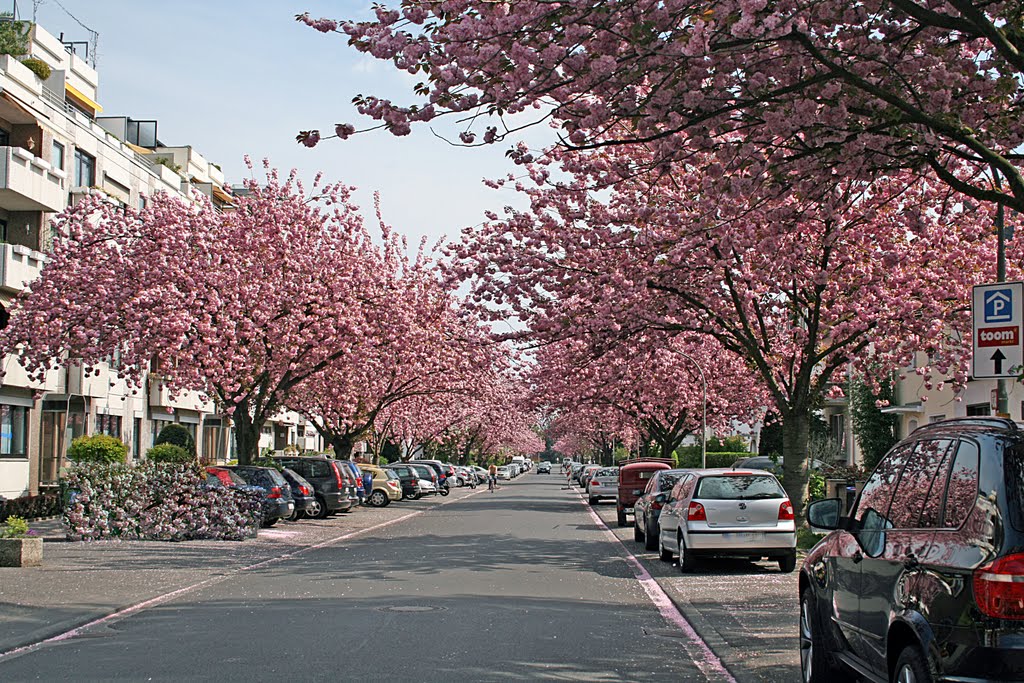 Rodenkirchen Nibelungenweg in schönster Blüte by OlliZ