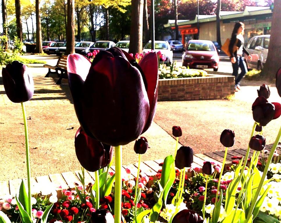 Les tulipes noires. To look at the full screen. by Ho Tich Chau