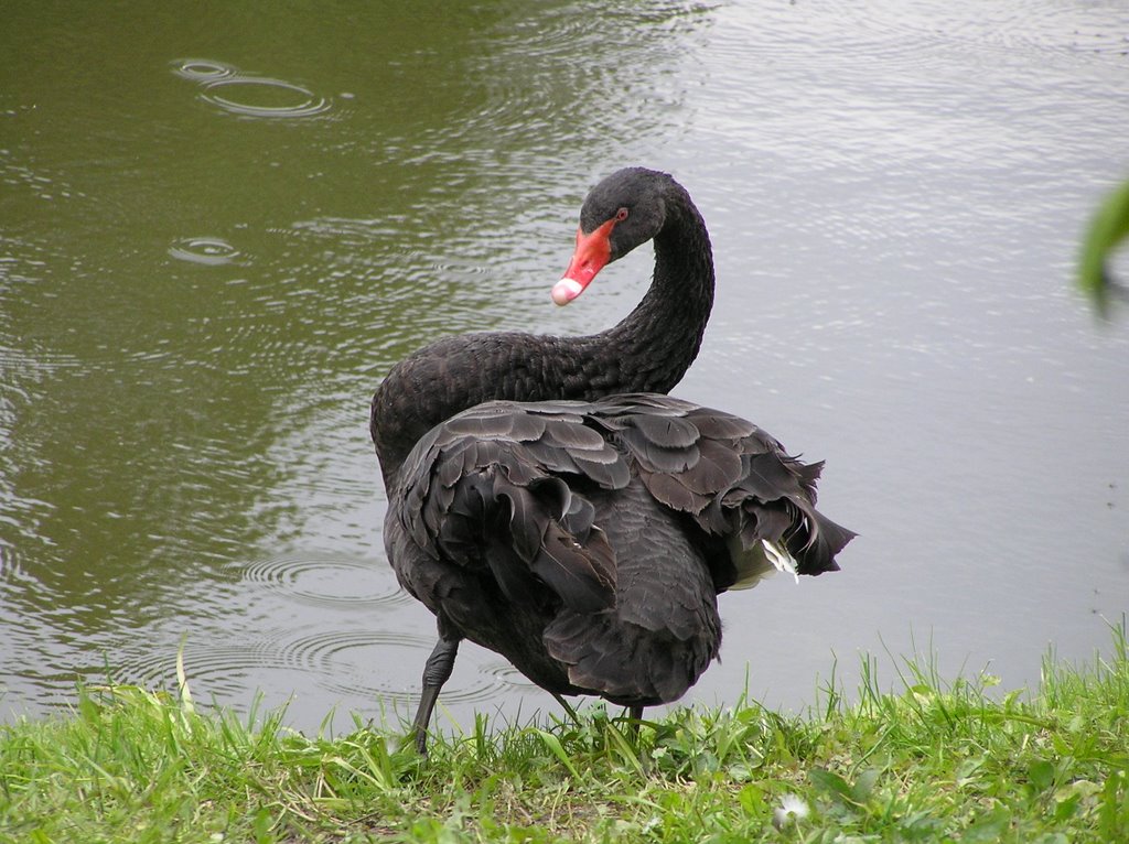 Black Swan in Przelewice by sze100