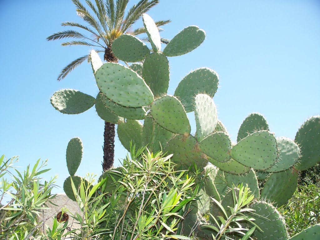 Cactus in Tel Aviv by Yura B