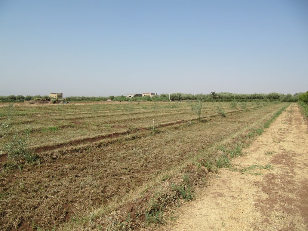 La terra de nachchad-oulad ali loued -beni mellal by hammadi el kanouni