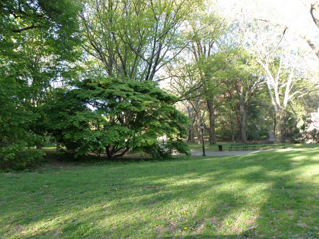 Greenery everywhere during spring season, NY, USA. by MrNAASSIR