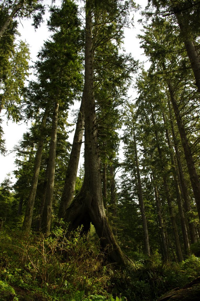 Roots washed bare by John Greaves