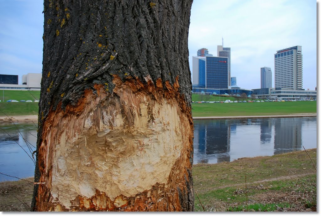 Beaver's work in the centre of Vilnius by Jurgis Karnavicius