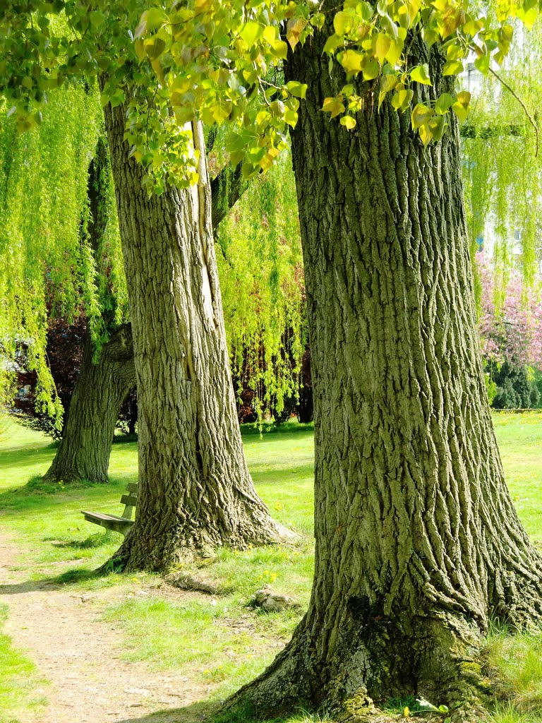 3 trees in a row by Florentine Vermeiren