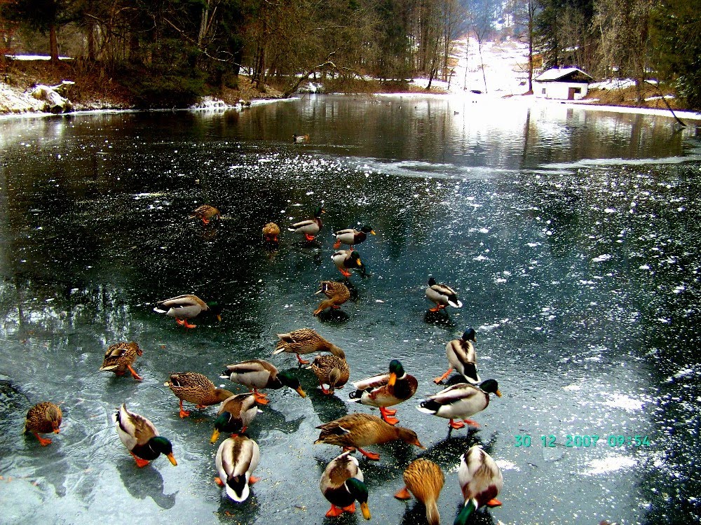 Enten auf dem zugefrorenen Teich by Hans Runck