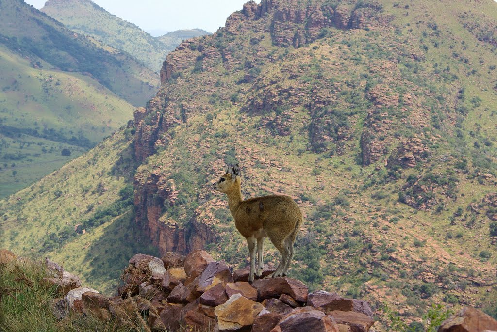 Klipspringer along the narrow road, Marakele by Tjark van Heuvel