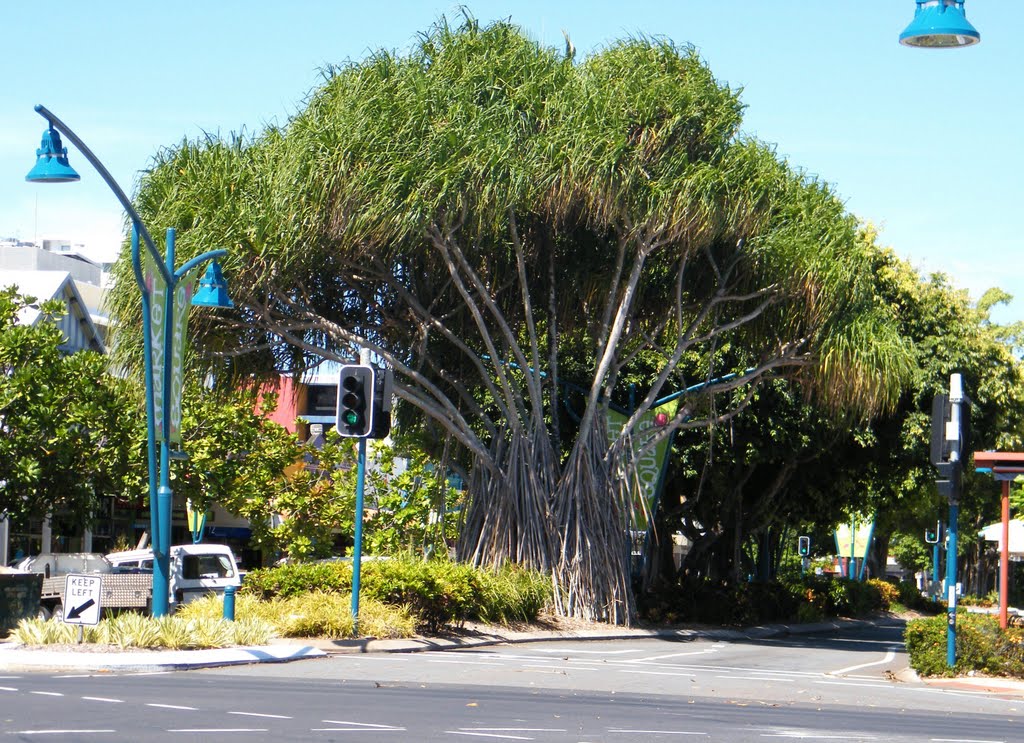 Cairns Streetscape pandamus palm by Alan Farlow