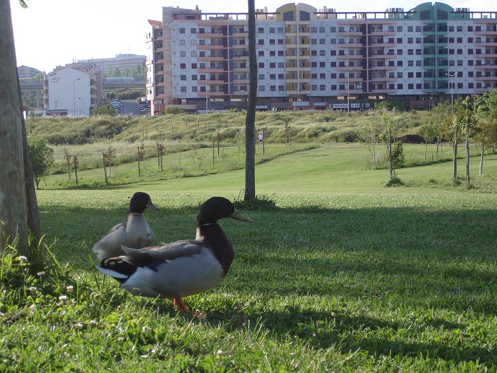 Parque da paz by blackmx