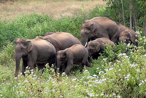 Elephant in Jashpur by sarwarhussain