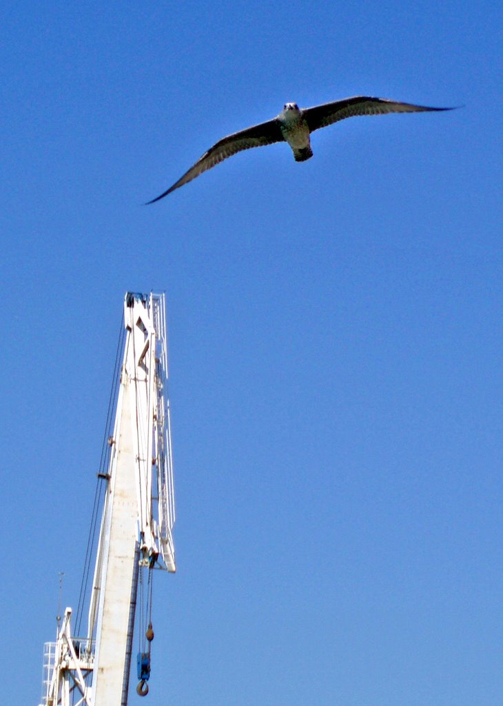 Imperia Oneglia Grúa por fuerza y Gaviota by esseil panoramio