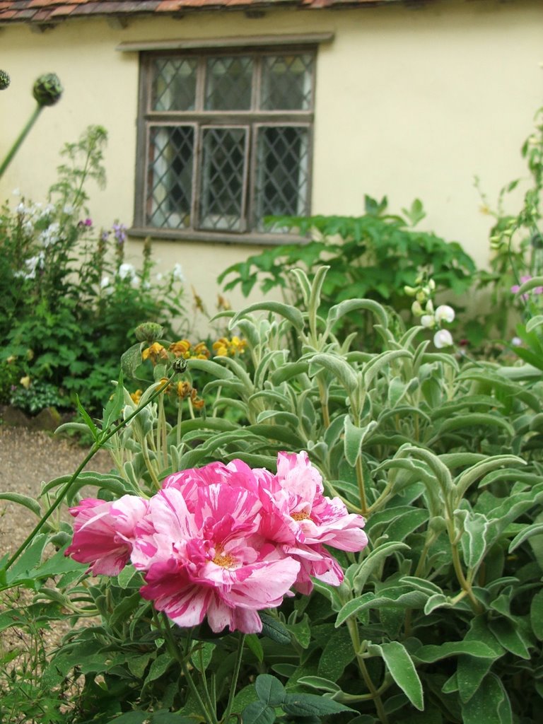 Rose in garden of Willy Lott's Cottage, Flatford by John Goodall