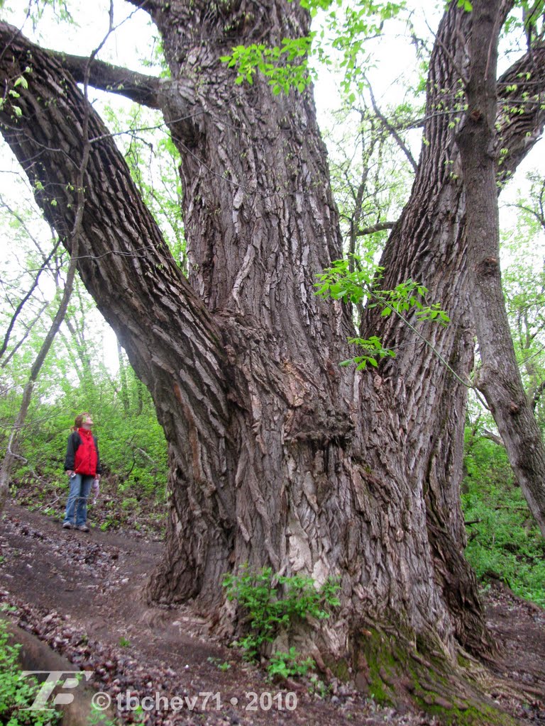 Largest Cottonwood in Minnesota, Lac Qui Parle State Park by Palmer Lake Guy