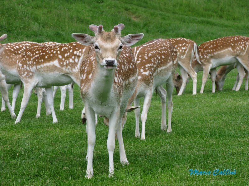 Dyrham Park MC2008 by Marco Callini