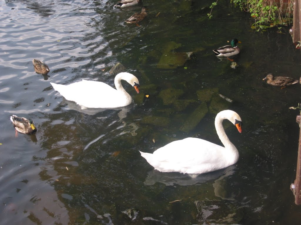 Swans in Roath Park Lake, Cardiff by Milessy