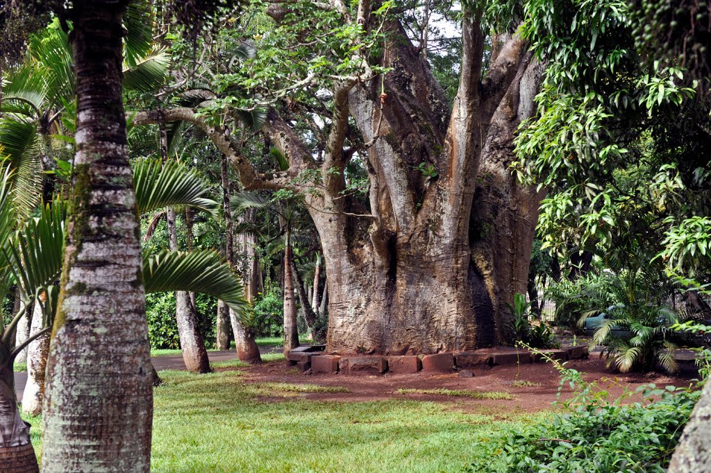 Jardin Pamplemousse: Le Baobab by Jean HIBLOT