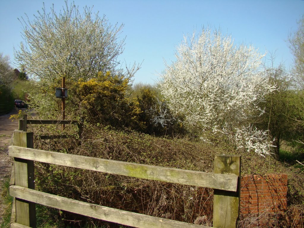 Fence and spring blossom at Beighton Marsh, Sheffield S20 by sixxsix