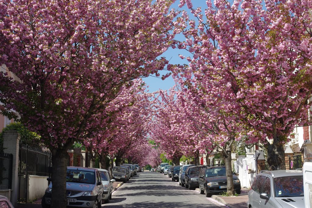 Rue fleurie en rose. by ☮Ronan 60 countries☮