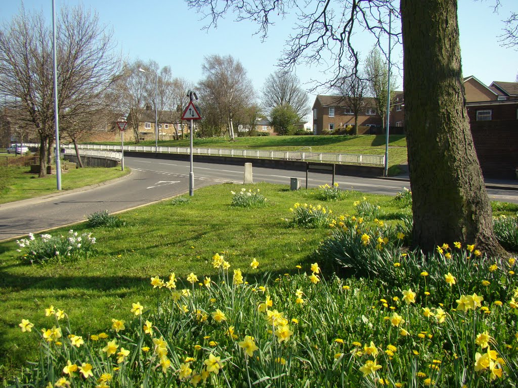 Looking over daffodils towards the junction of Cross Street and Tannery Street, Woodhouse, Sheffield S13 by sixxsix