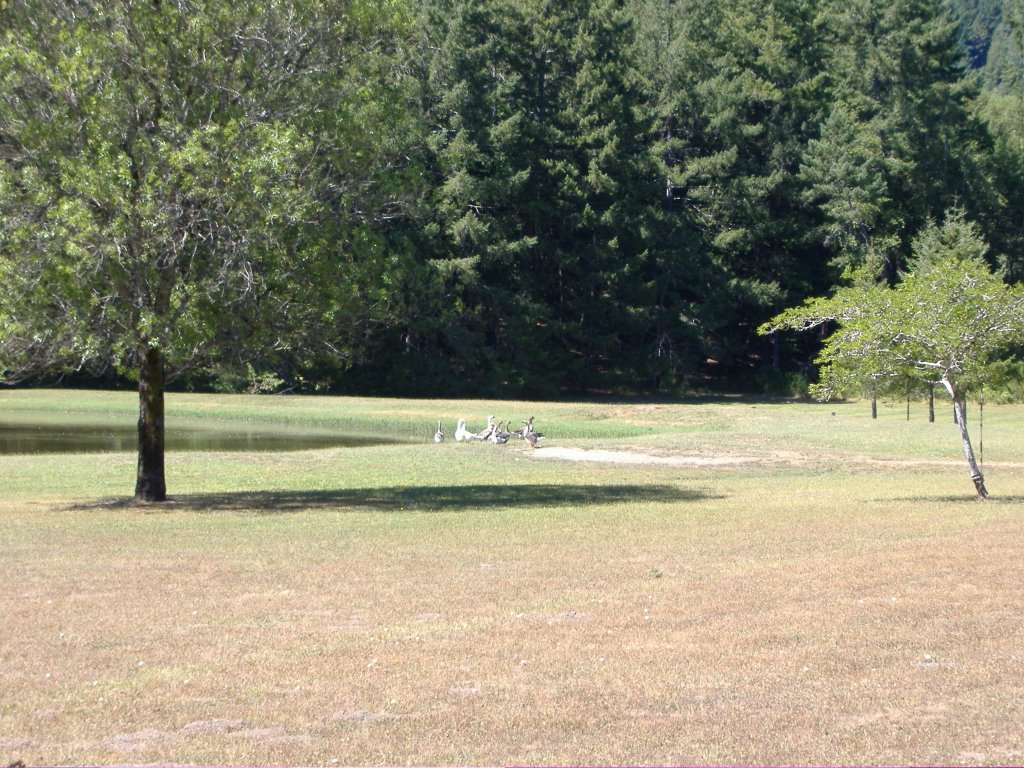 Lake at Chandelier Tree Drive by Erdmann Rogge