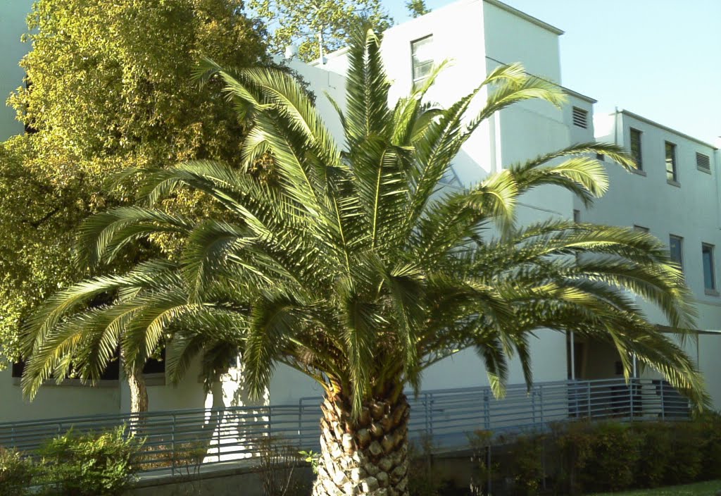 Small Palm Tree by briantravelman