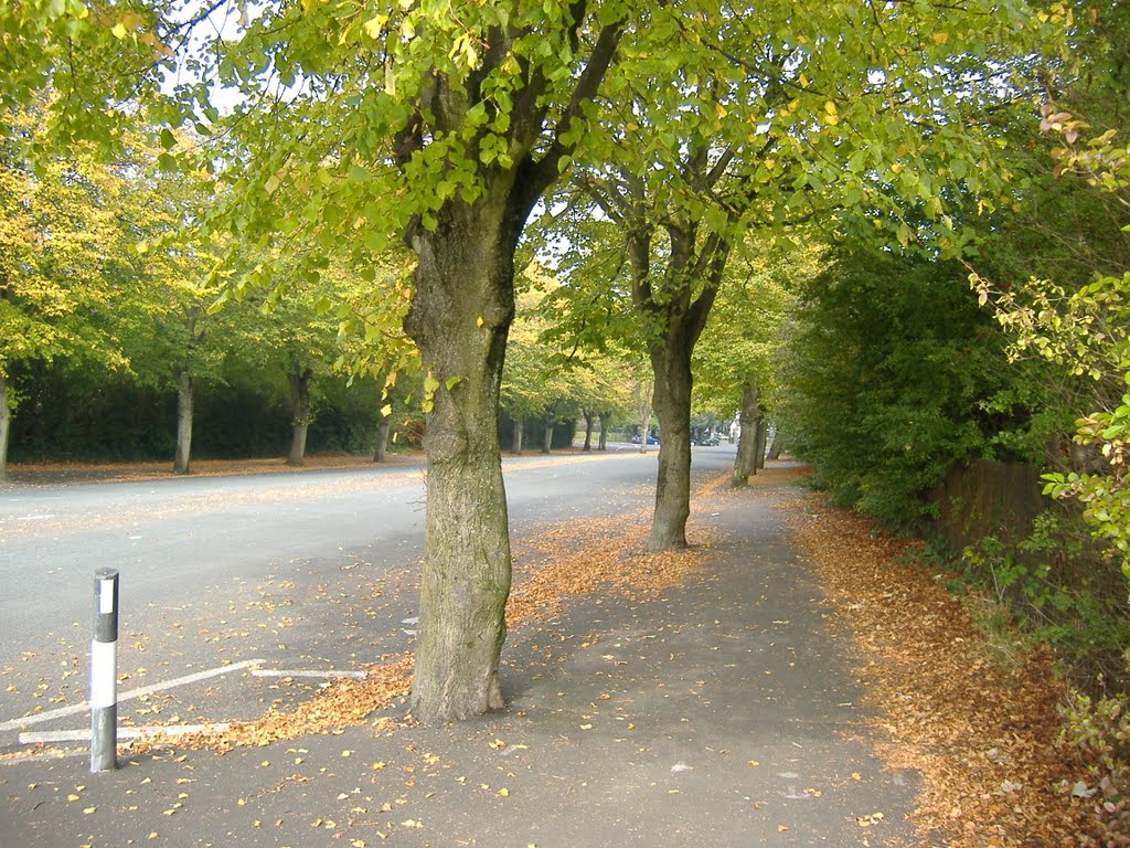 Cemetery Approach as it should stay with trees and privacy by Norman H Bailey