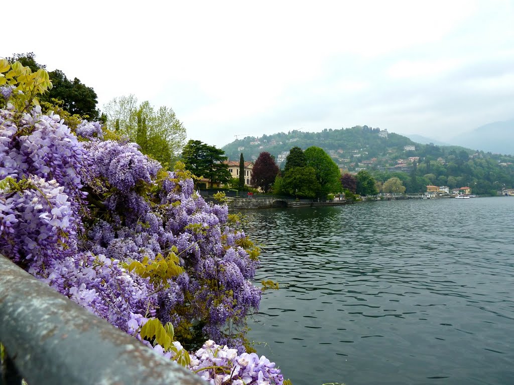 Glicine sul lago by Giovanni Sottile