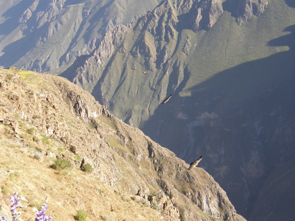 Condor nel Canyon del Colca 4 - 26-05-07 by simo75