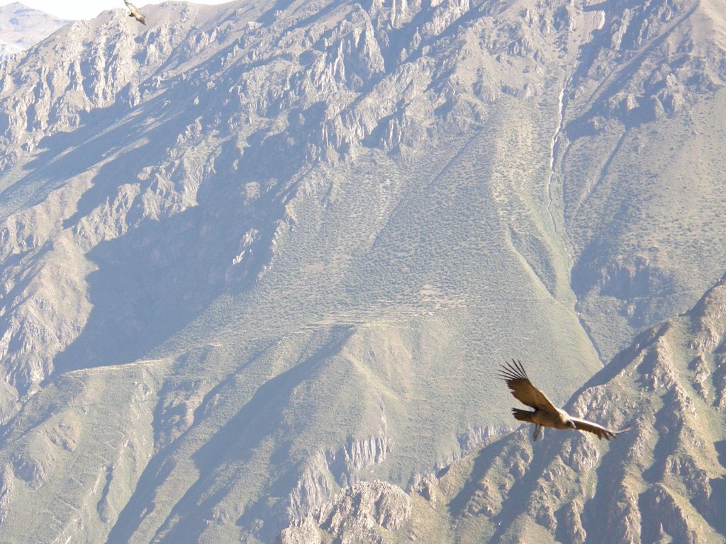 Condor nel Canyon del Colca 6 - 26-05-07 by simo75