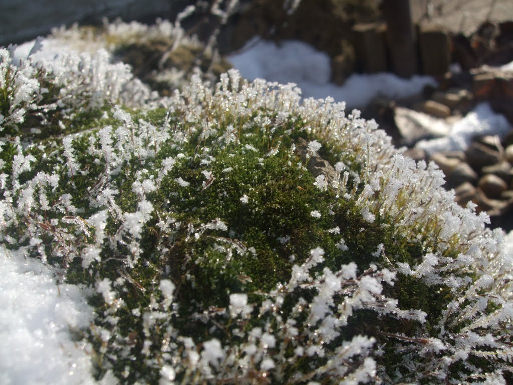 Frozen, mossy stone by Katona Ferenc