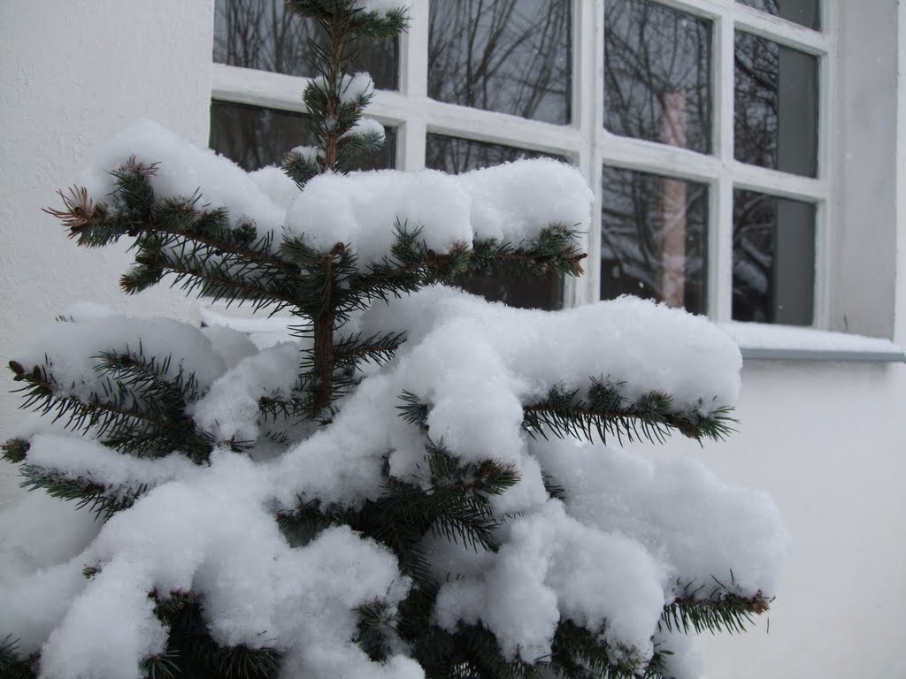 Just a Small Snowy Pine by Katona Ferenc