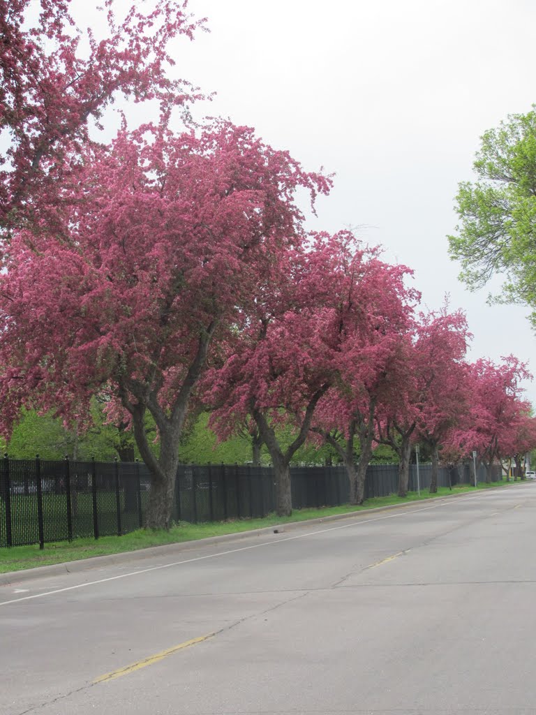 Flowering Crabapple- Crystal Lake Cemetary by camdennorthsider