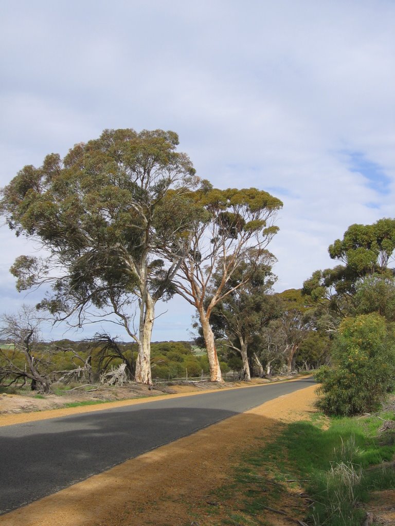 White gums on Tincurrin Road near Tincurrin by paul_adams777