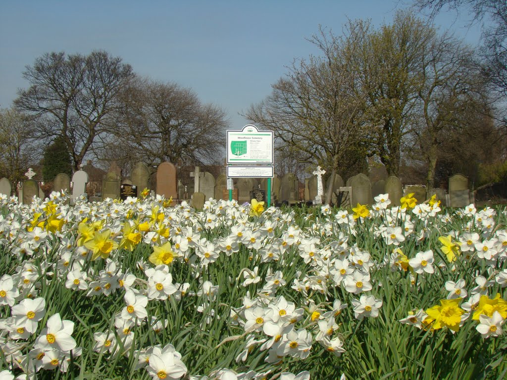 Daffodils and information sign, Woodhouse Cemetery, Sheffield S13 by sixxsix